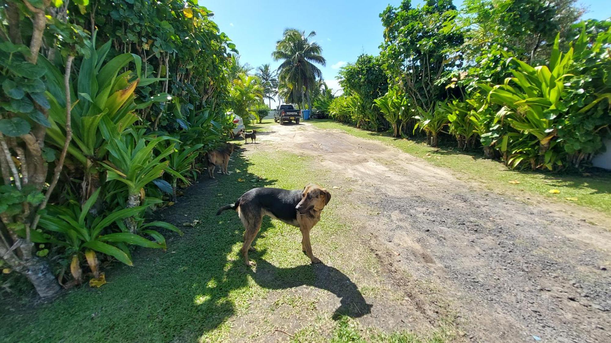 Herons Reef Holiday Apartments Rarotonga Exteriör bild