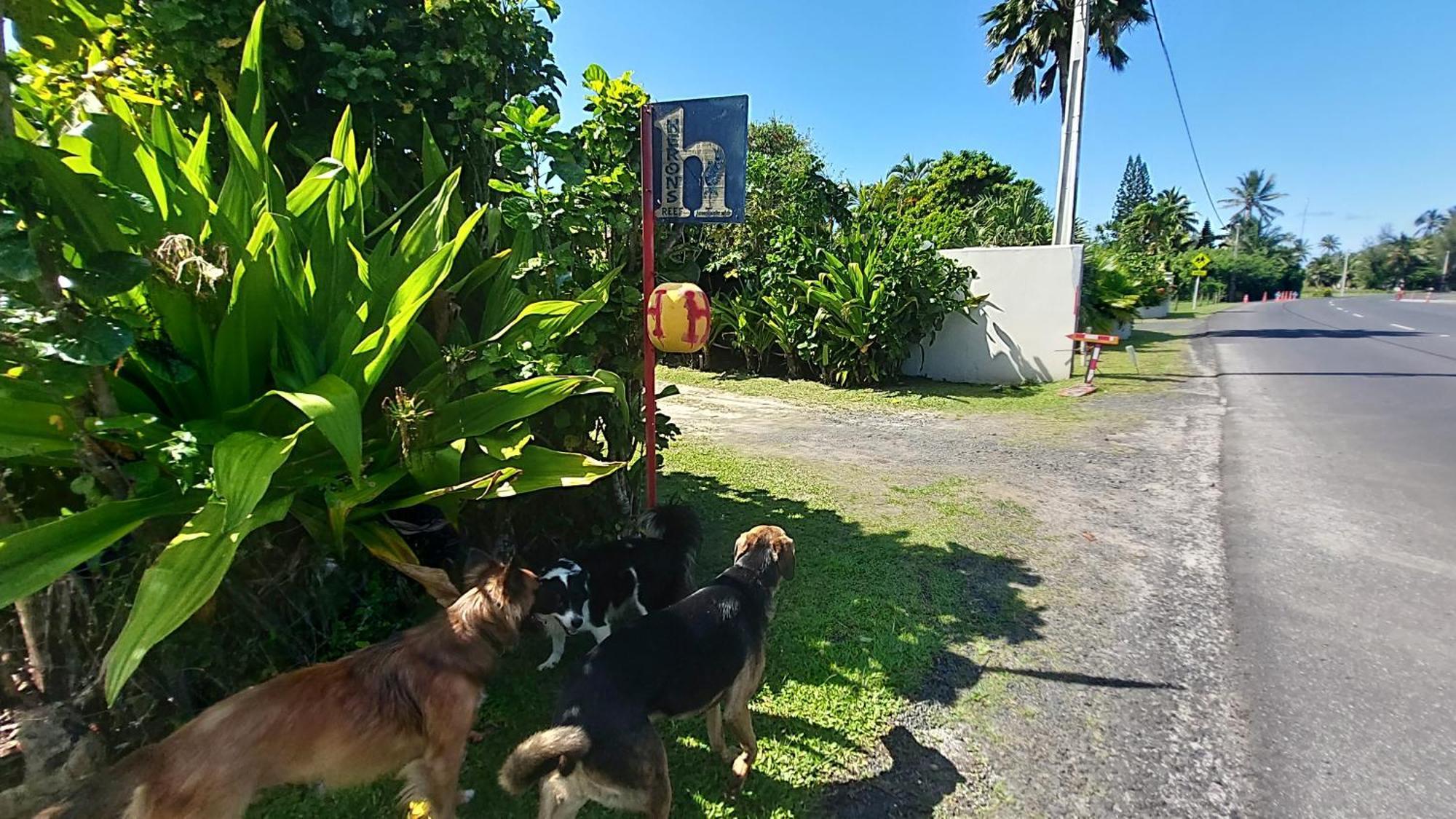 Herons Reef Holiday Apartments Rarotonga Exteriör bild